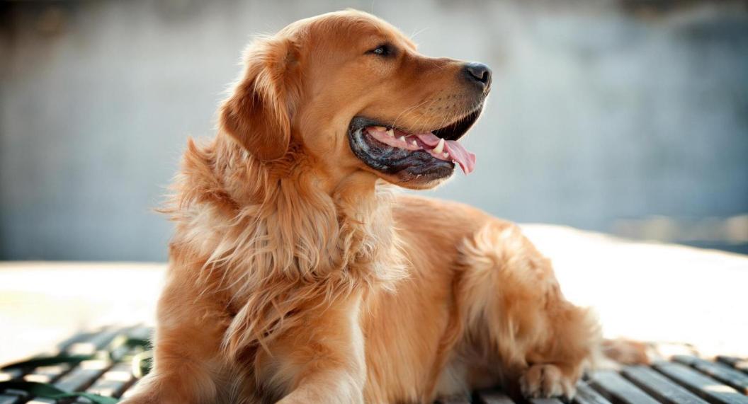 铲屎官你家的爱犬有证吗,作为铲屎官你合格了吗