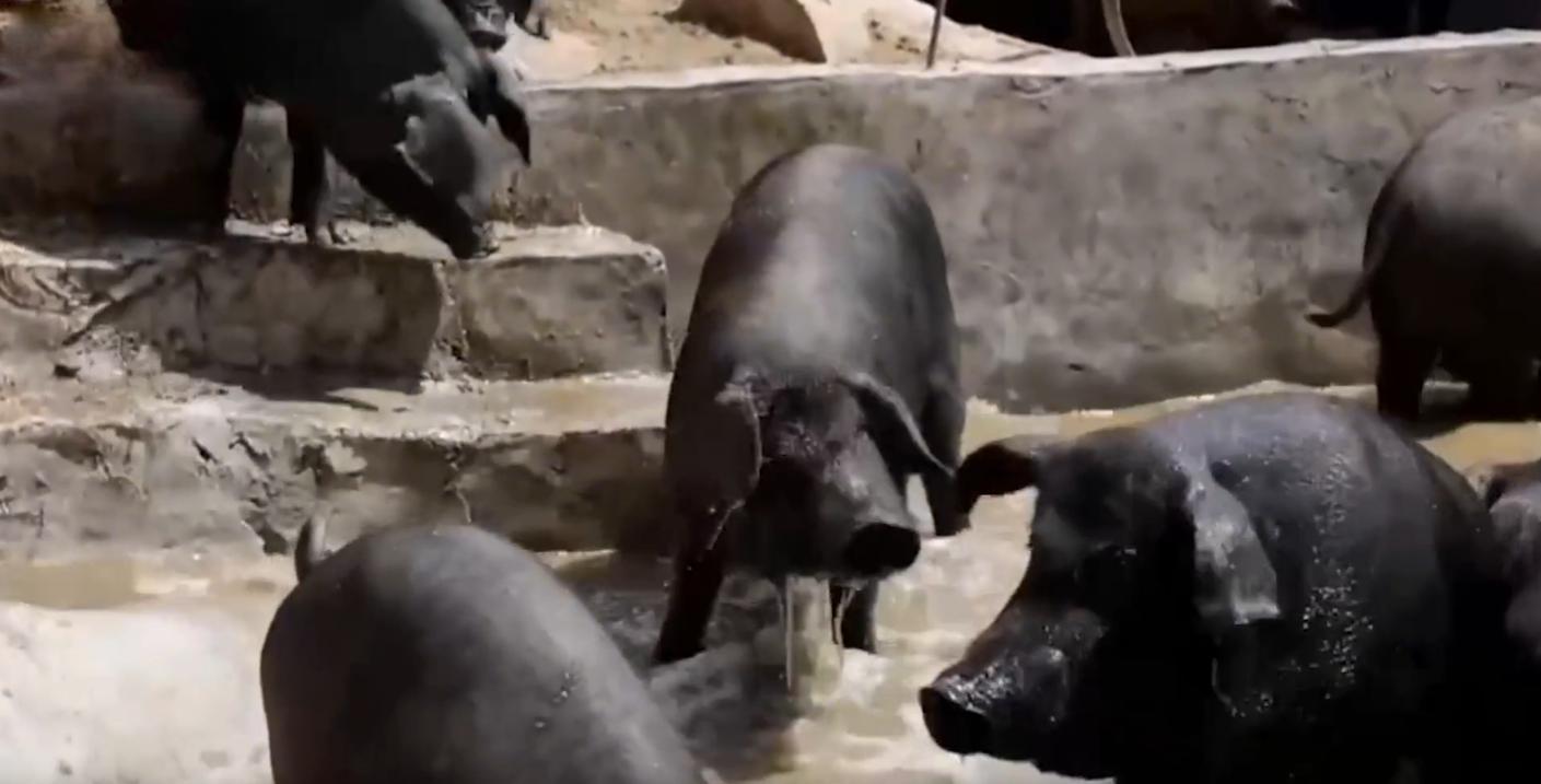 80后小伙回乡养猪发大财,80后小伙创业养猪