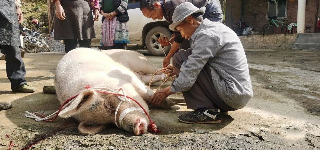 四川放几十年的臭猪肉,四川挂墙上的臭猪肉