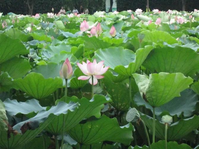 夜赏荷花古诗词,赏荷花诗句古诗大全