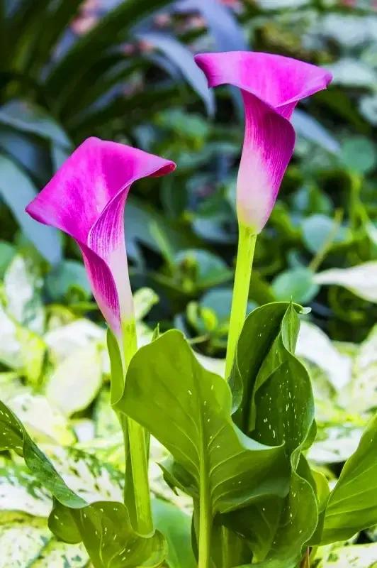 马蹄莲新娘,马蹄莲新娘手捧花图片