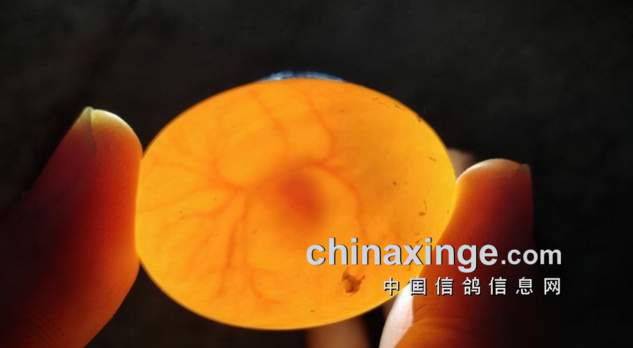 中国鸽界,鸽界的那些事