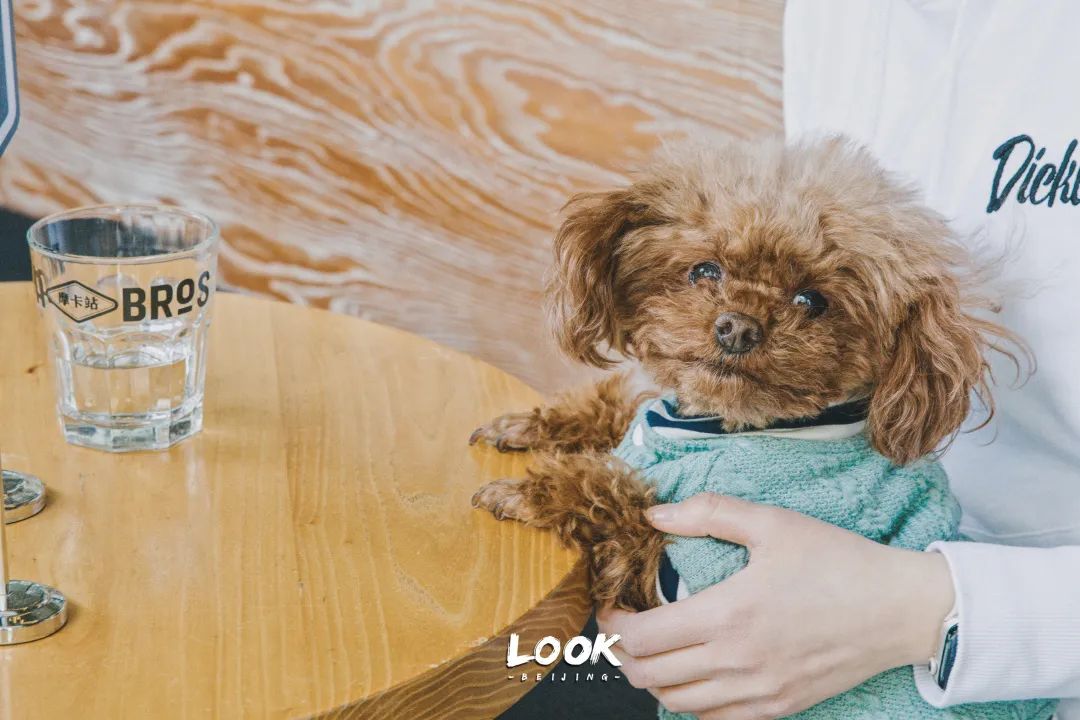 北京哪里有宠物店铺,宠物友好商城北京