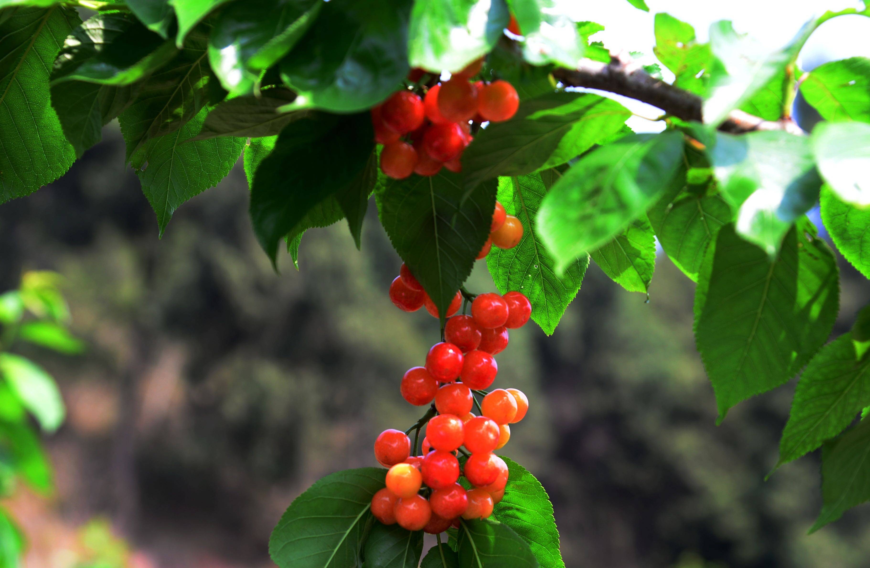 成都金堂：转龙邀你品四月里第一口“抿甜”樱桃