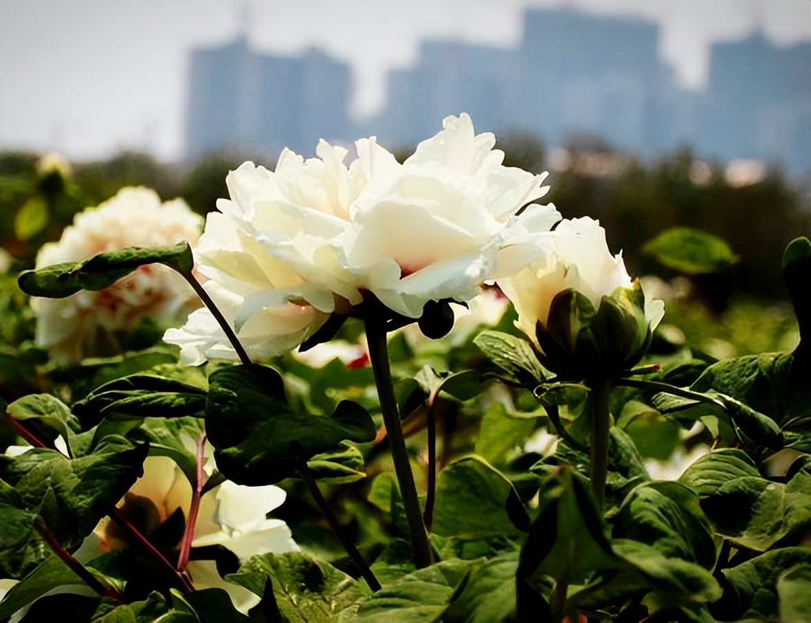 中国十大名花排行榜及图片,中国十大名花明细