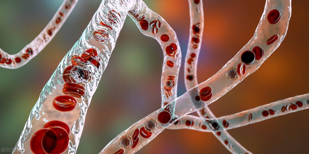 一文教会你看懂血检报告