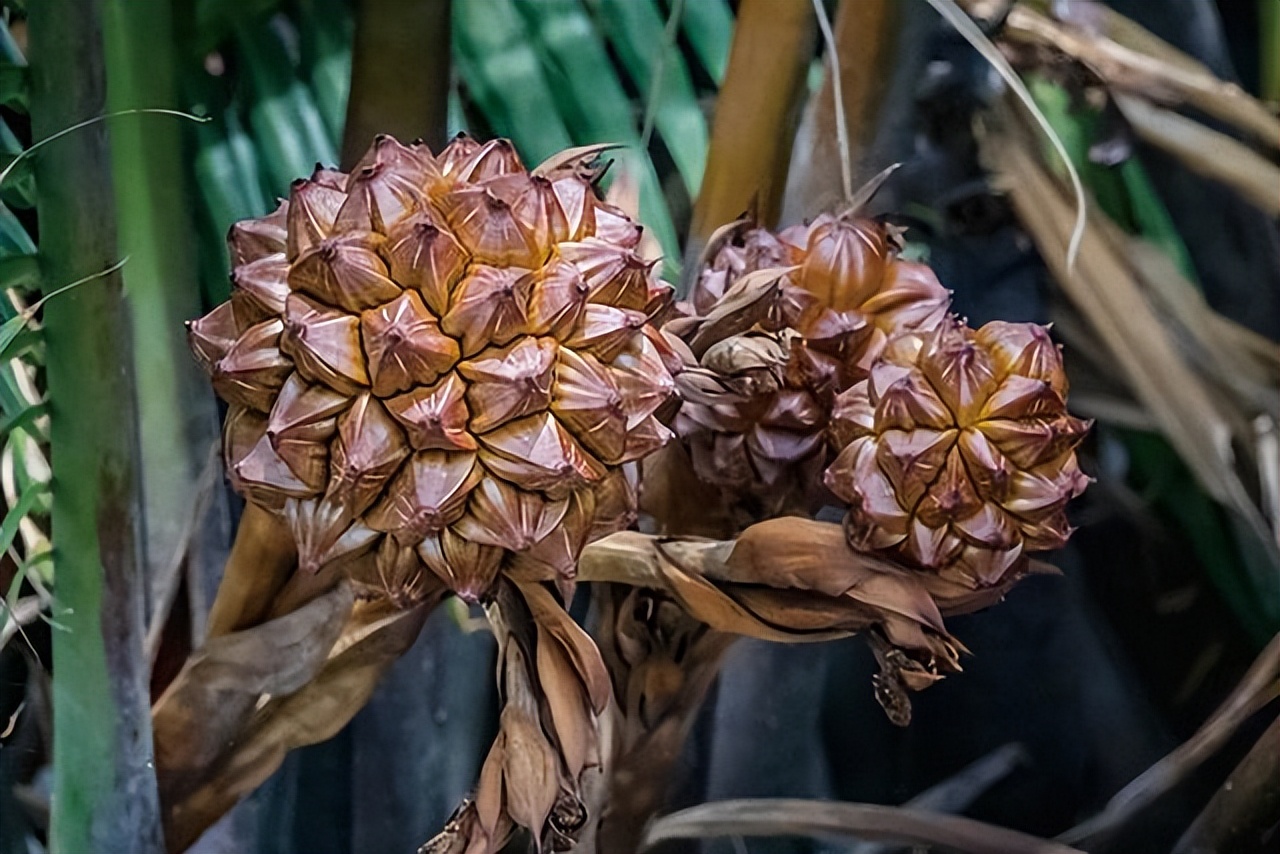 越南人来中国喜欢的水果,为什么越南人吃东西这么奇怪