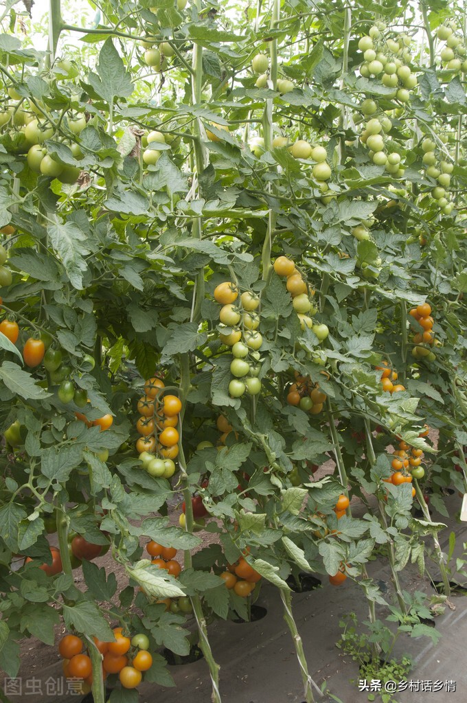 家庭种菜用什么药防虫,在家种菜防虫配方