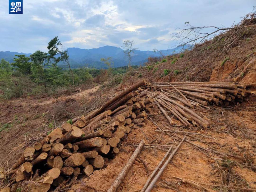 江西无证砍伐生态林,一地为建产业园砍伐林地