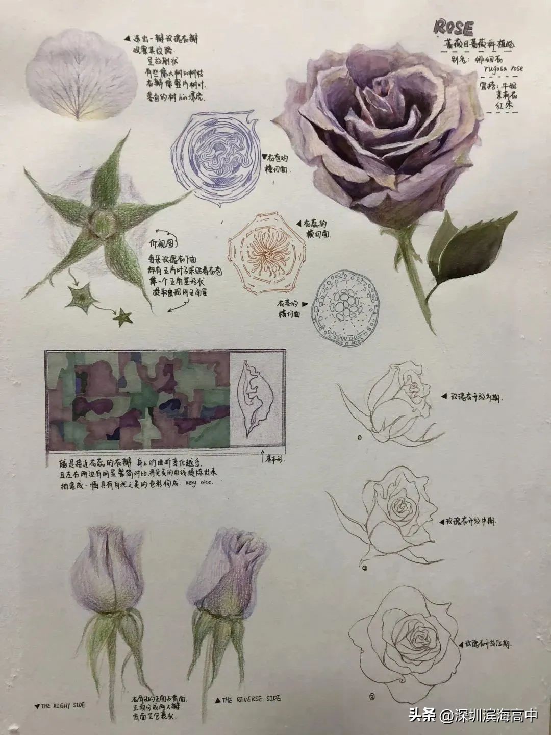 广美2023校考设计素描作品水瓜,广东美术联考2023考题素描范画