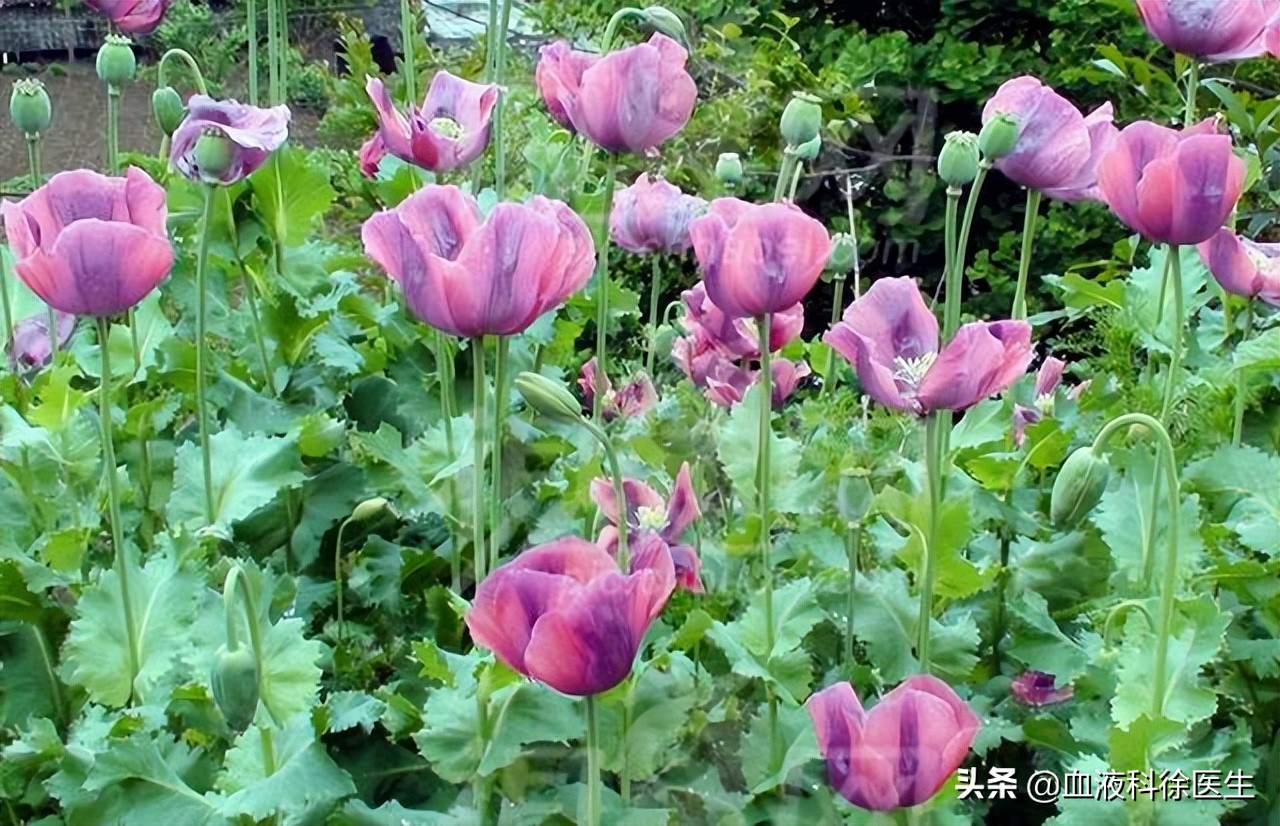 复方甘草片怎样服用止咳效果最好,几块钱一瓶的复方甘草片