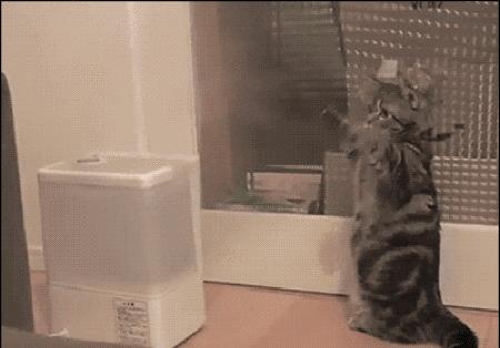 真心建议你们别用加湿器，除非做到这4点