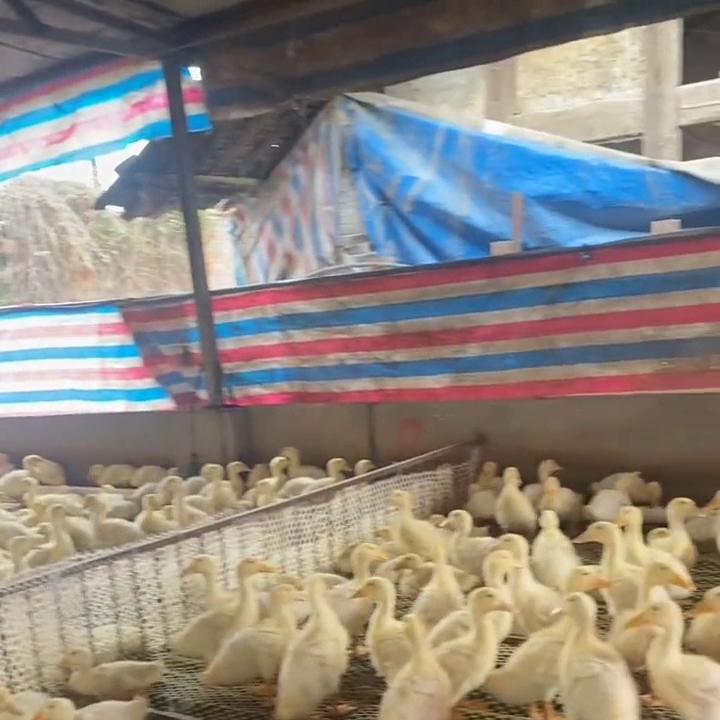 合同鸭养殖费用明细,合同鸭养殖骗局