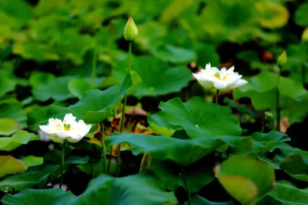 韶关翁源冷泉滩旅游攻略,去韶关丹霞山旅游攻略一日游
