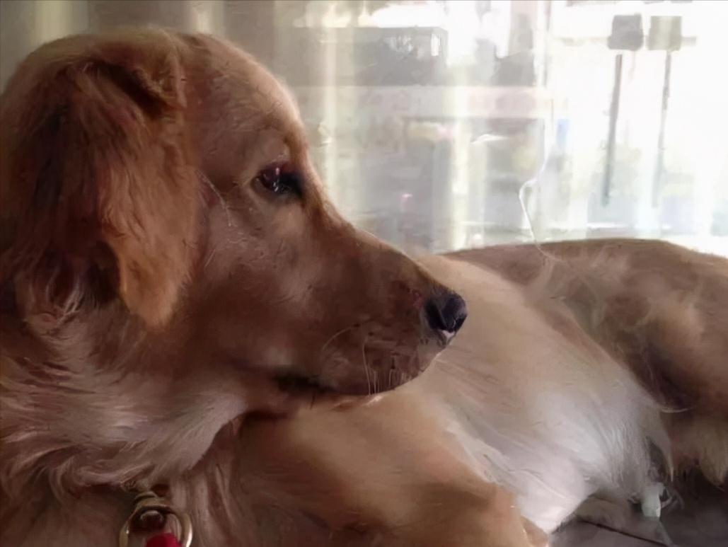 金毛因车祸导致瘫痪,金毛病倒了怎么了