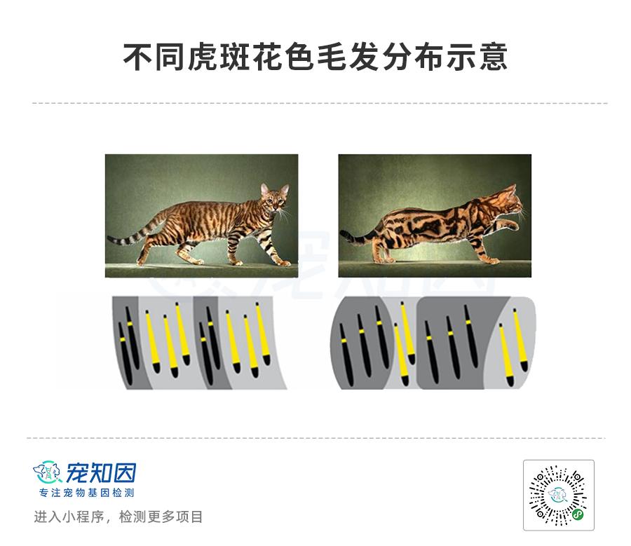 基因技术重大突破,基因科技的重大突破