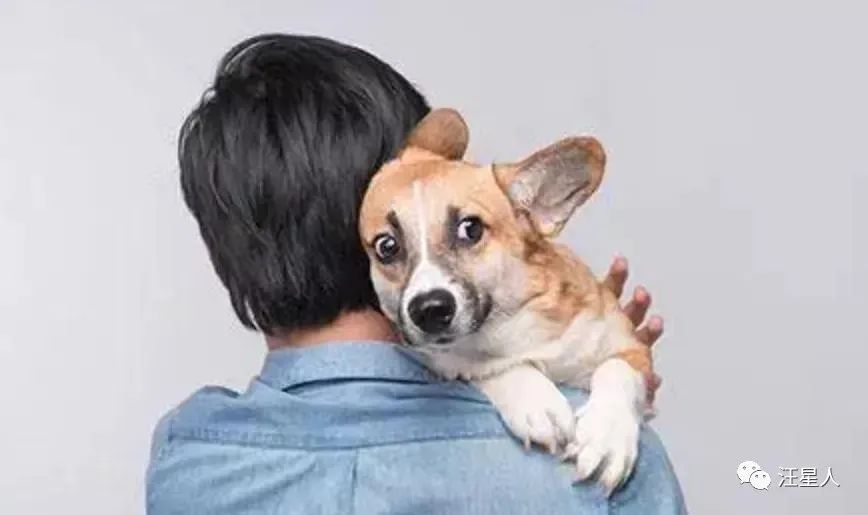 狗狗被撞受伤白发老人跪地痛哭,不小心摔倒了狗狗委屈