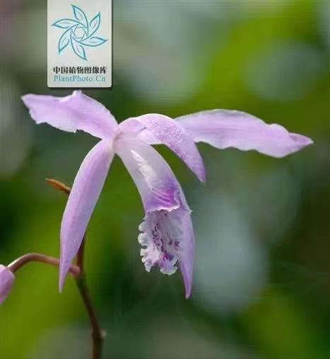 补气血祛斑美白的中草药,中药美白祛黄抗衰