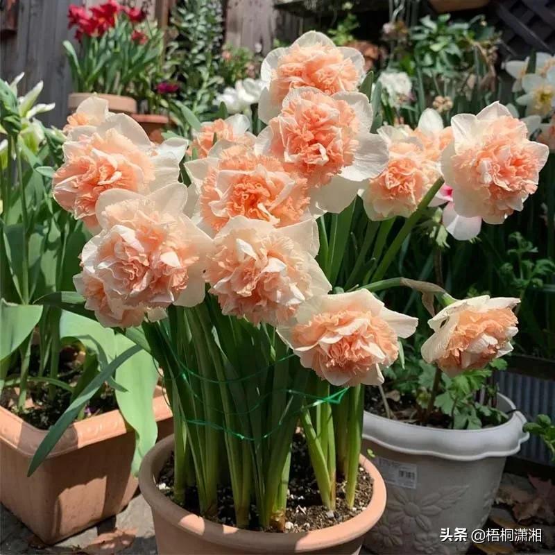 这种花养护非常简单,4种花随便一养就爆盆