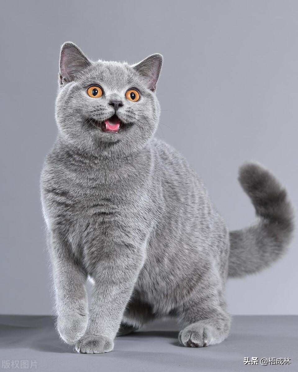 微信头像是漫画头像的女生的性格,把自己头像当微信头像是什么性格