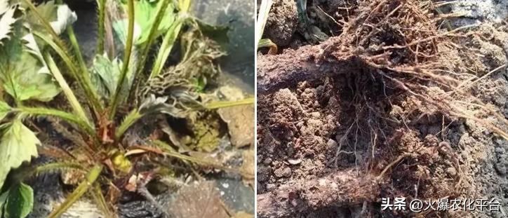 死树根烂根的克星,死苗烂根克星