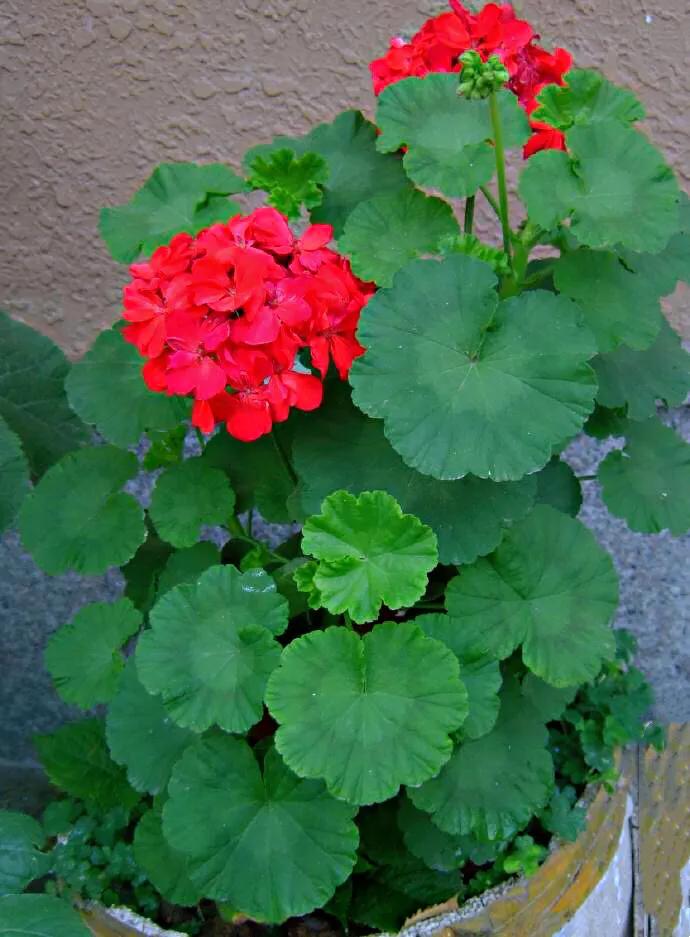 春游观赏的花有哪些,春天赏花什么花好看