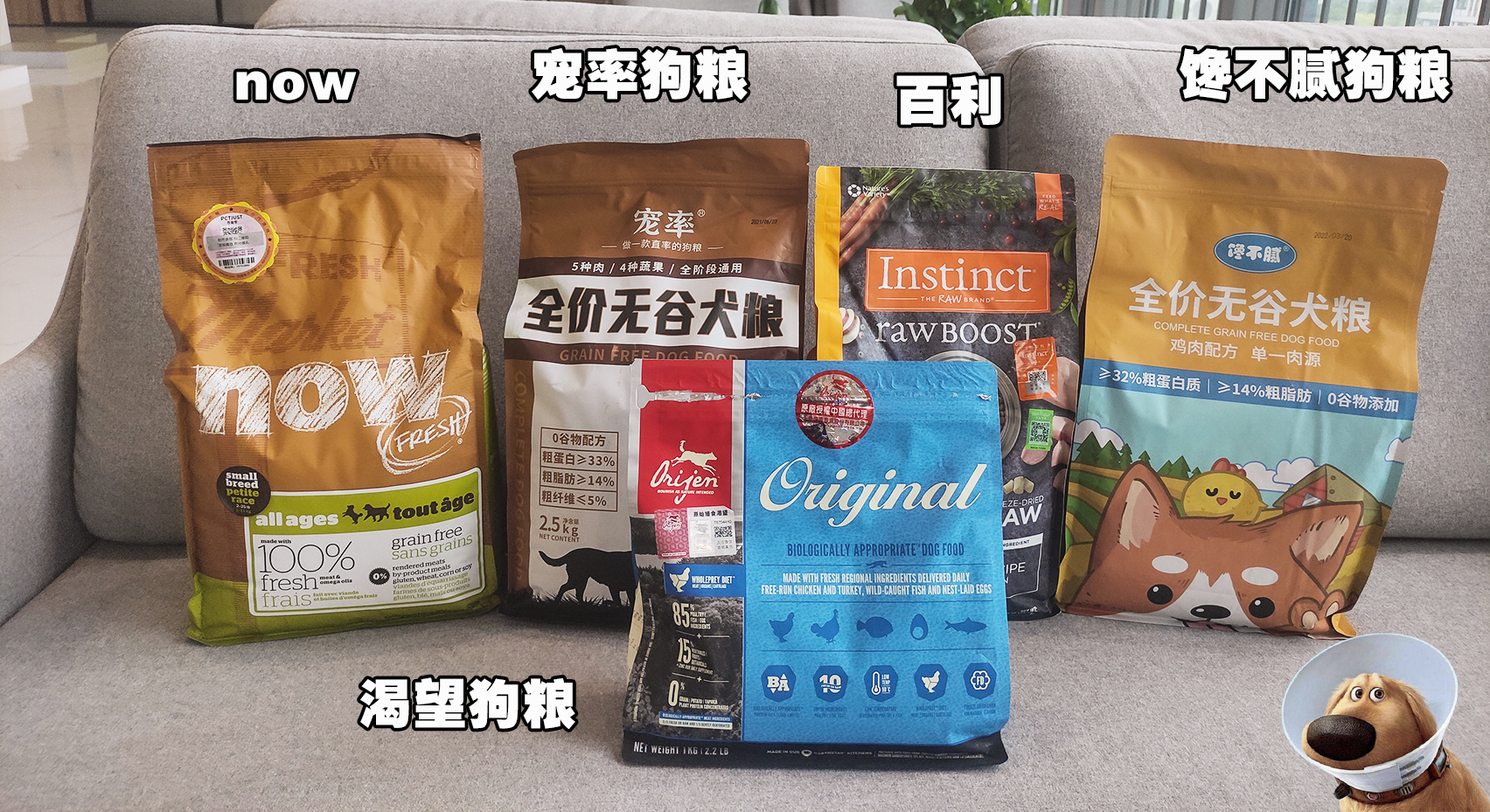 几月出生的柴犬体味小掉毛少,为什么柴犬容易弃养