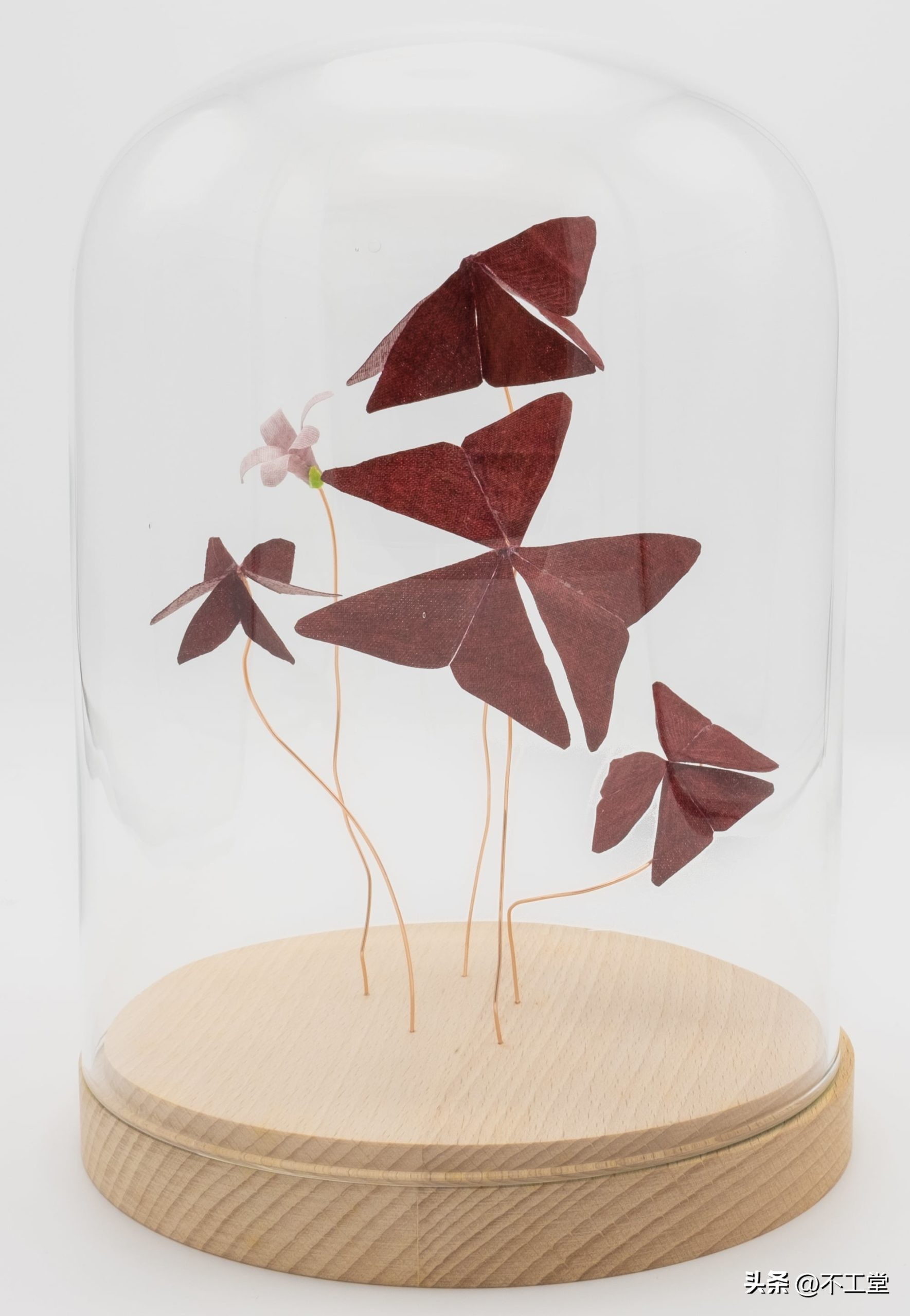 用植物标本做手工,手工压花康乃馨植物标本