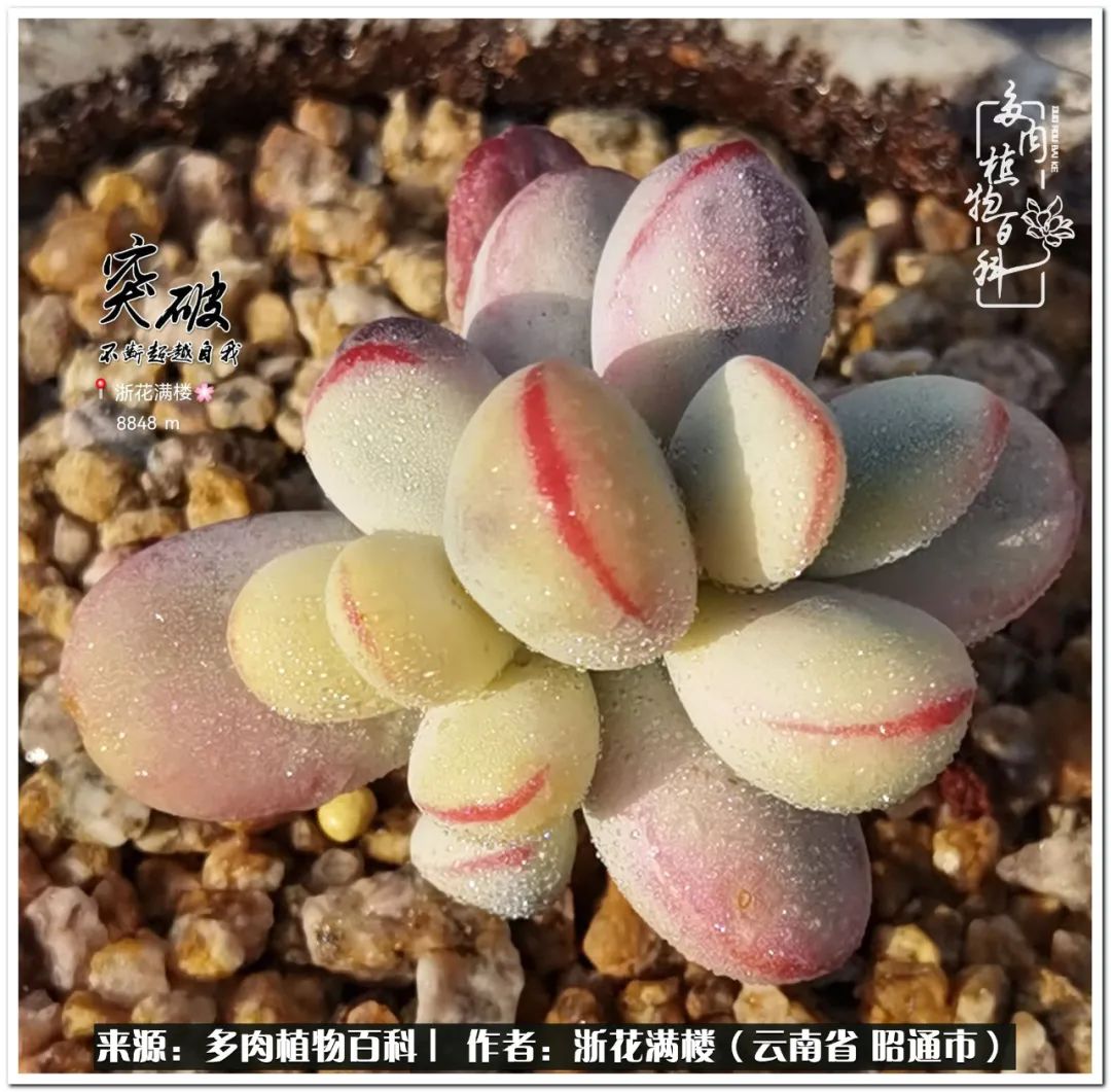 奔跑吧跑步,奔跑吧多肉盆栽