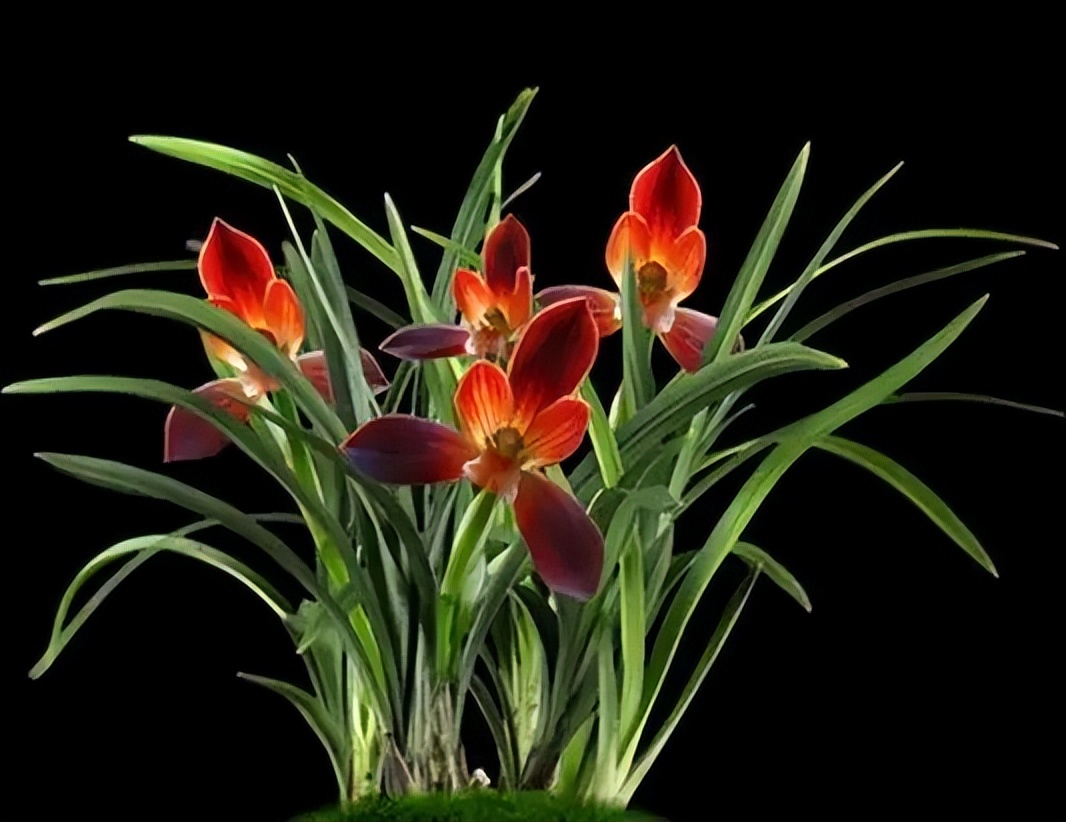 此兰花“红得发紫”，是兰花界的通用粮票，花色独特，曾屡获金奖