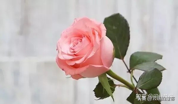 1到99朵玫瑰的含义图片,1到99朵玫瑰花语是什么