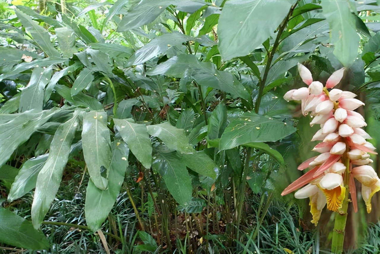 姜类香辛料都包含哪些种,12种必须了解的香料作用和用量