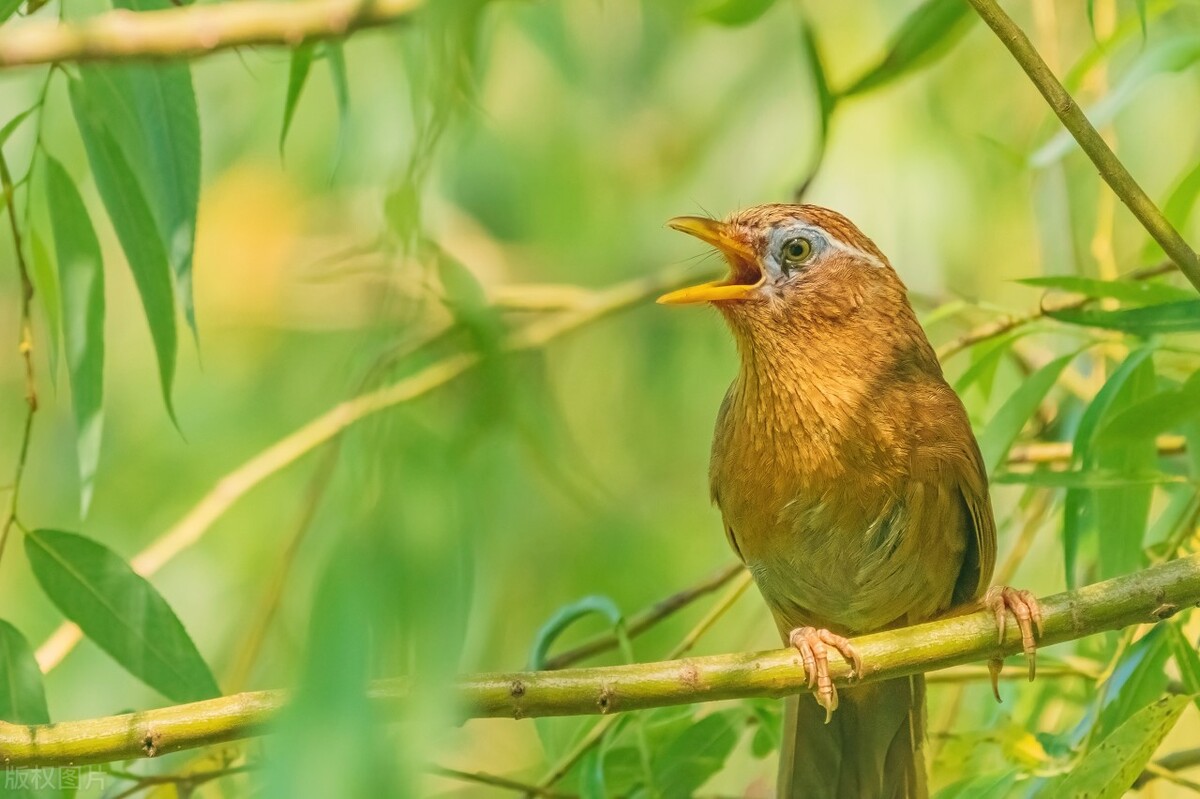 画眉鸟如何来饲养,画眉鸟的饲养有何技巧