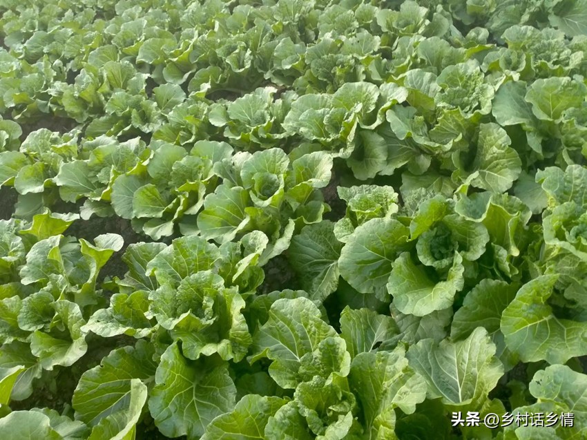 防治大白菜软腐病和烂根就用它，一次就见效，无公害又环保