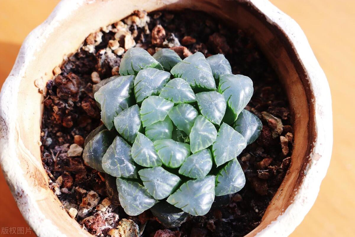 最好看的冰灯玉露品种,冰灯玉露怎么养才能饱满通透一点