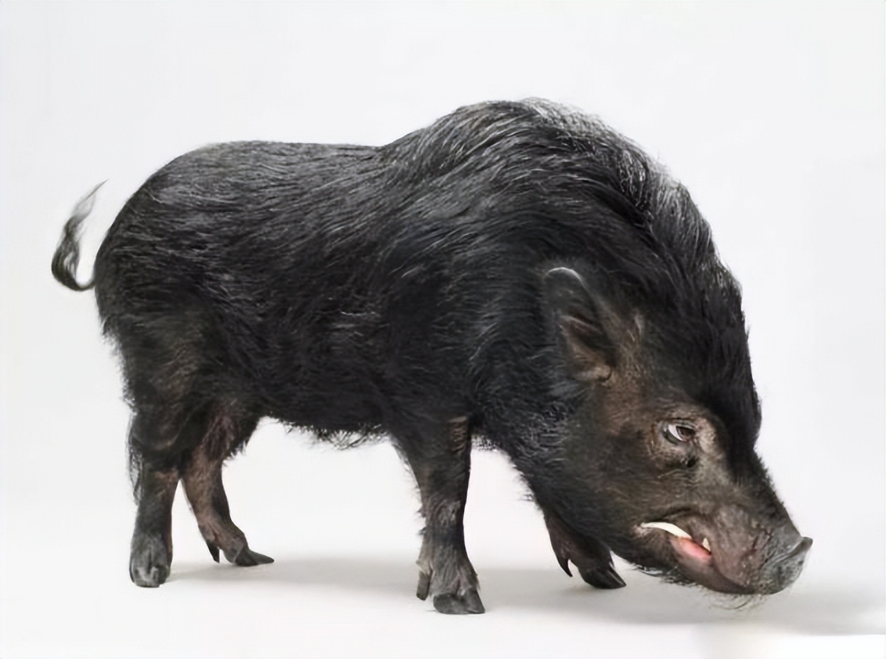 野猪老虎熊战斗力,一猪二熊三老虎谁最厉害