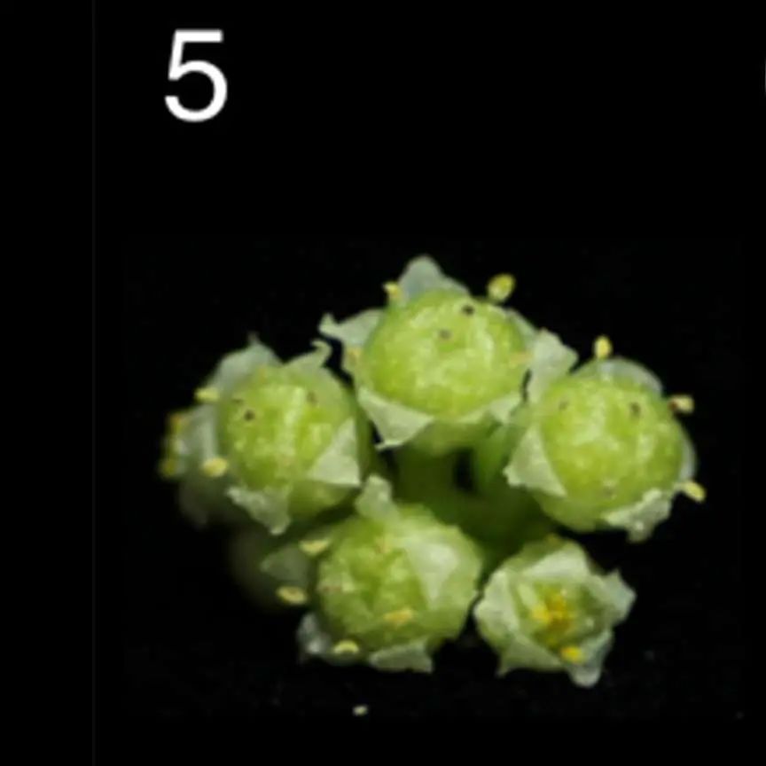 “菟菟”那么可爱，为什么还要这么卷呢？