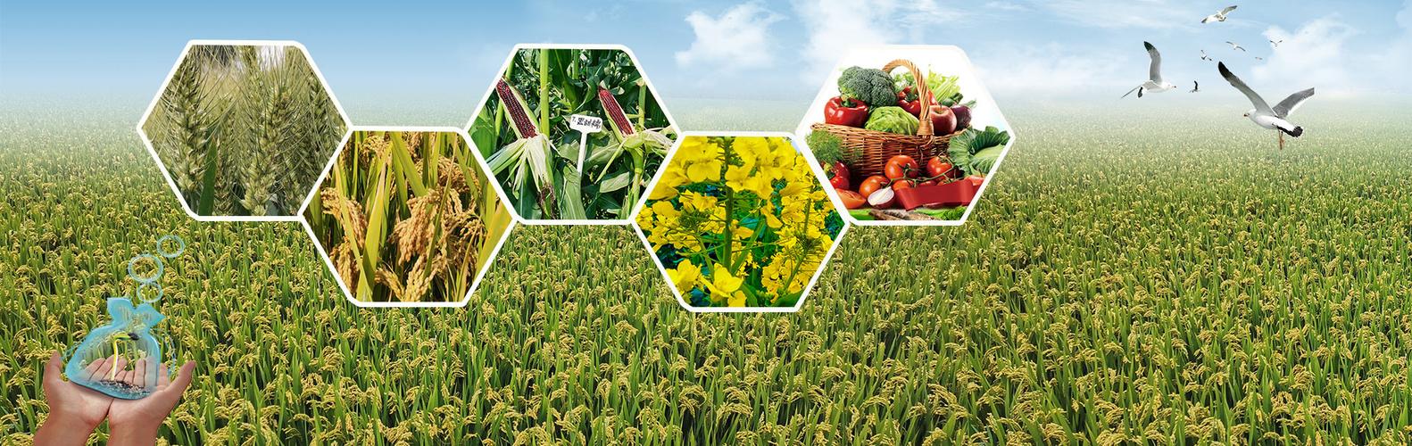 农产品股票今日行情,农业种业股票行情