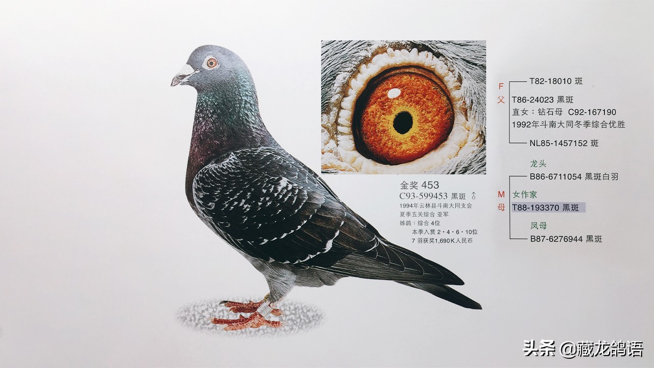 种鸽繁殖注意事项,种鸽育雏注意事项