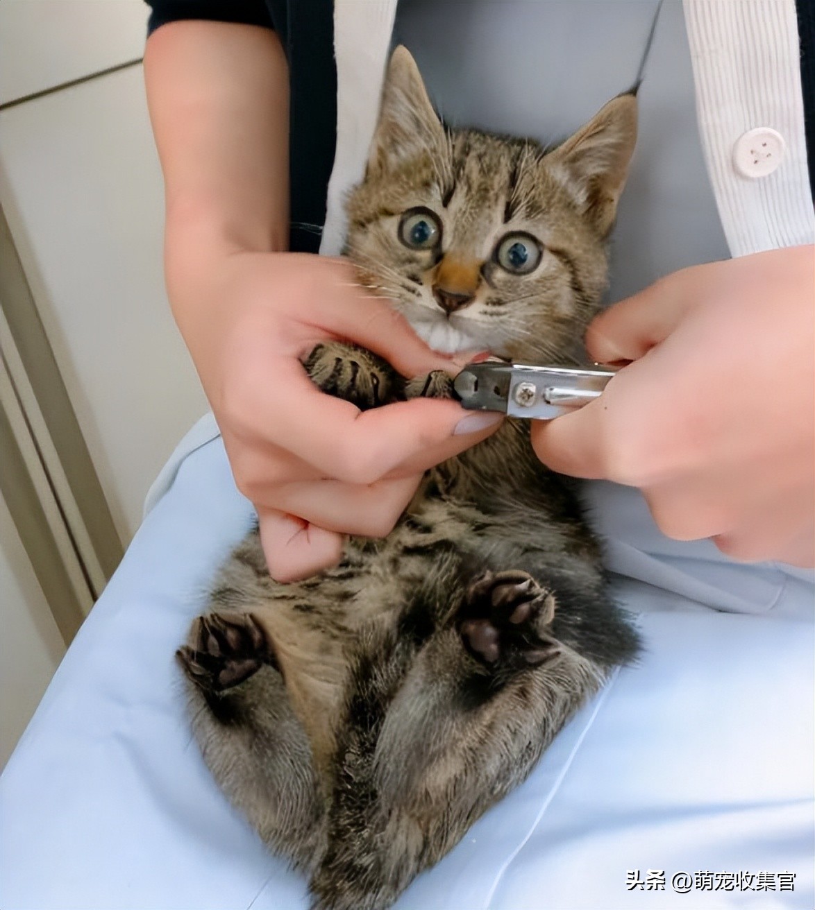 把猫咪指甲剪出血了猫咪会记仇么,猫咪要怎么剪指甲才能不剪到血线