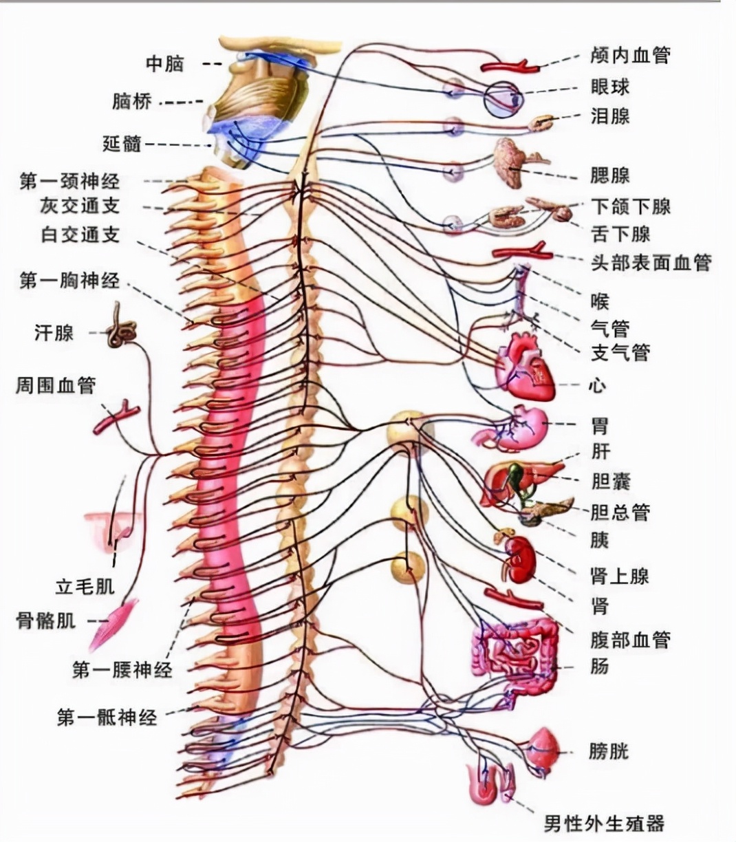 生命滙国际整合医疗：驼背有哪些危害？会增加哪些疾病？