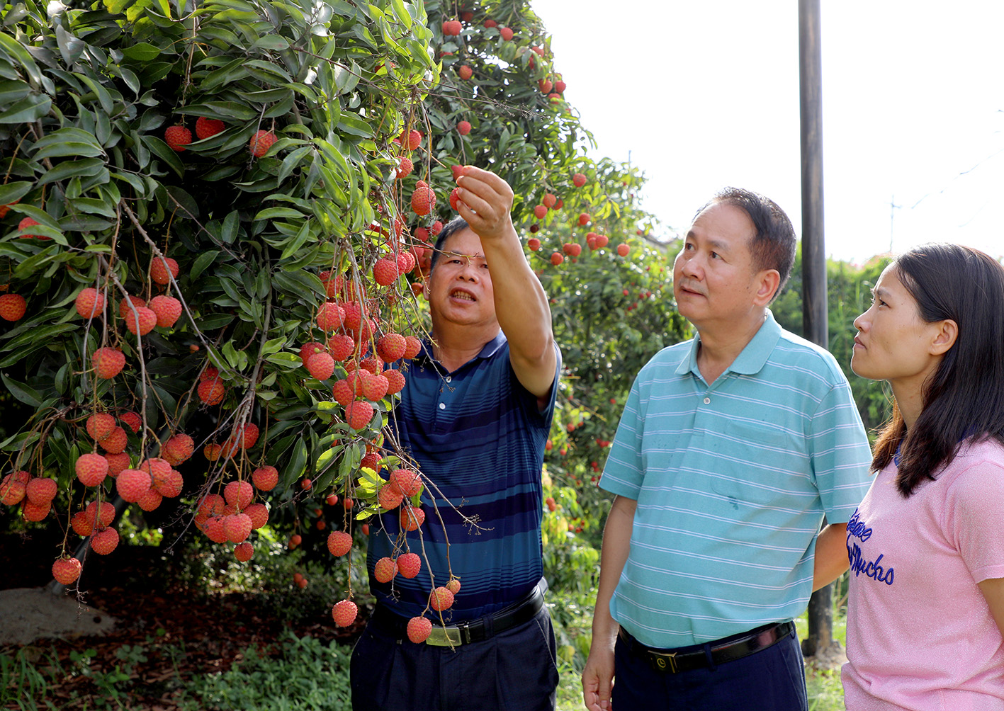 灵山荔枝文化旅游节活动流程,2021年6月18日灵山荔枝节开幕式