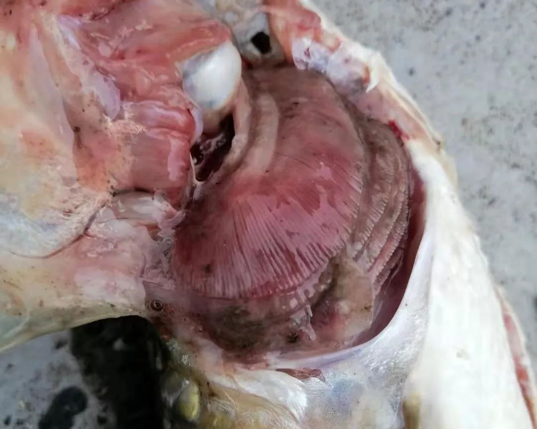 鱼出现败血症怎么治疗,鱼得了败血症怎么治