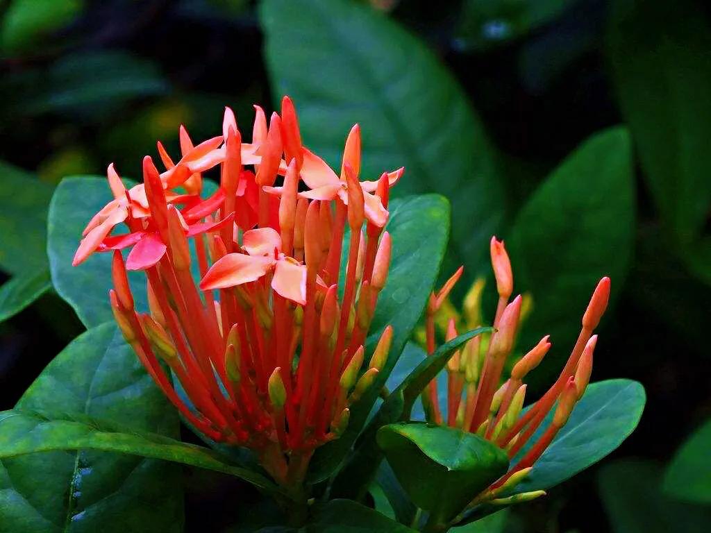 美丽的龙江河,美丽的草原我的家