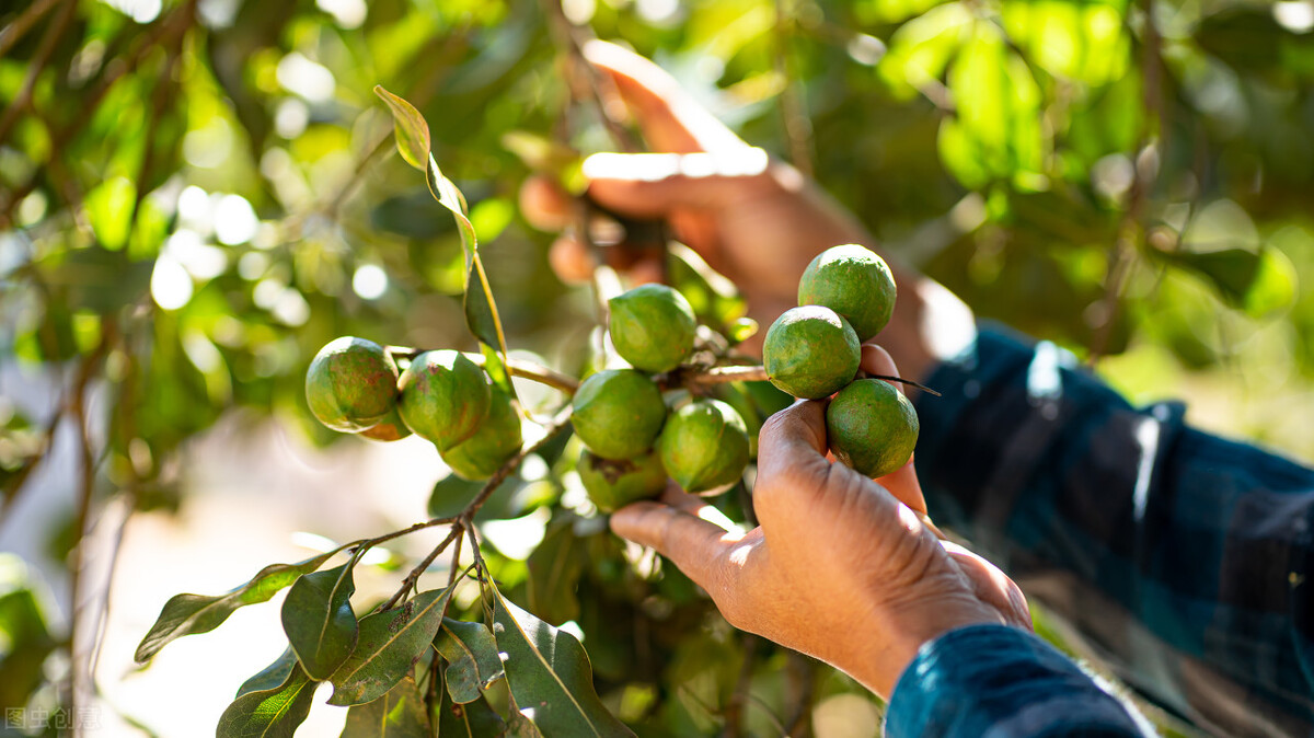 椰枣之类的干果,辟谣水果