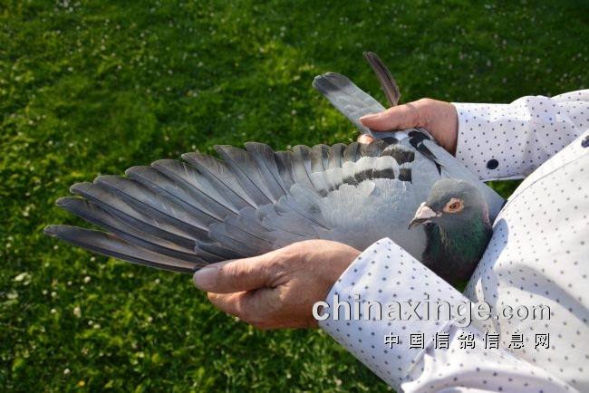 万里挑一的获奖者图片,万里挑一比赛视频