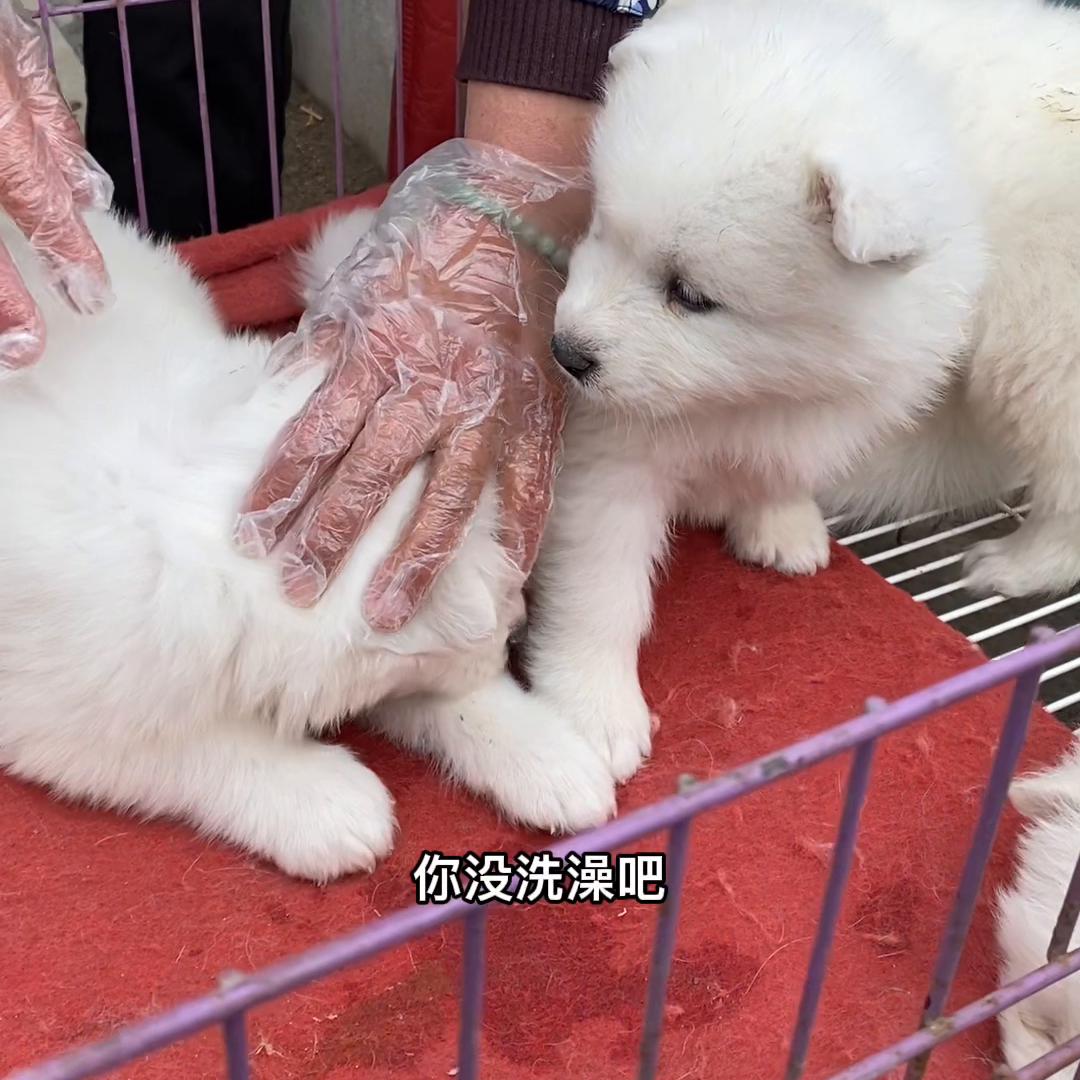 拉布拉多配狗一般给多少钱,农村狗市买拉布拉多大型犬