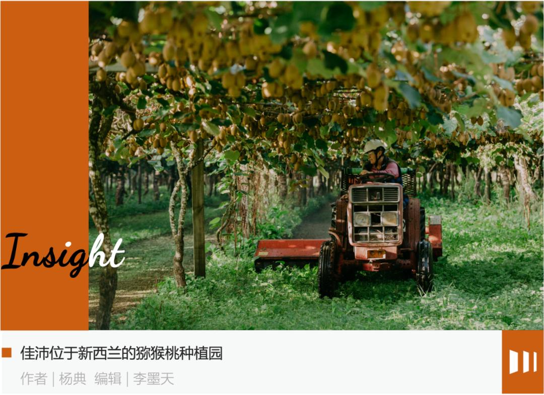 新西兰猕猴桃和中国的区别,新西兰猕猴桃什么品种最好