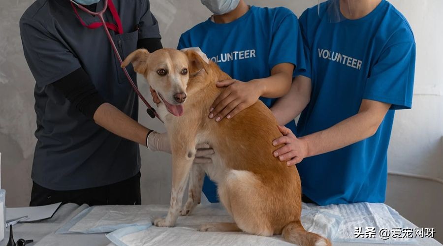 狗狗产后发烧的症状,狗狗发烧的症状和解决方法