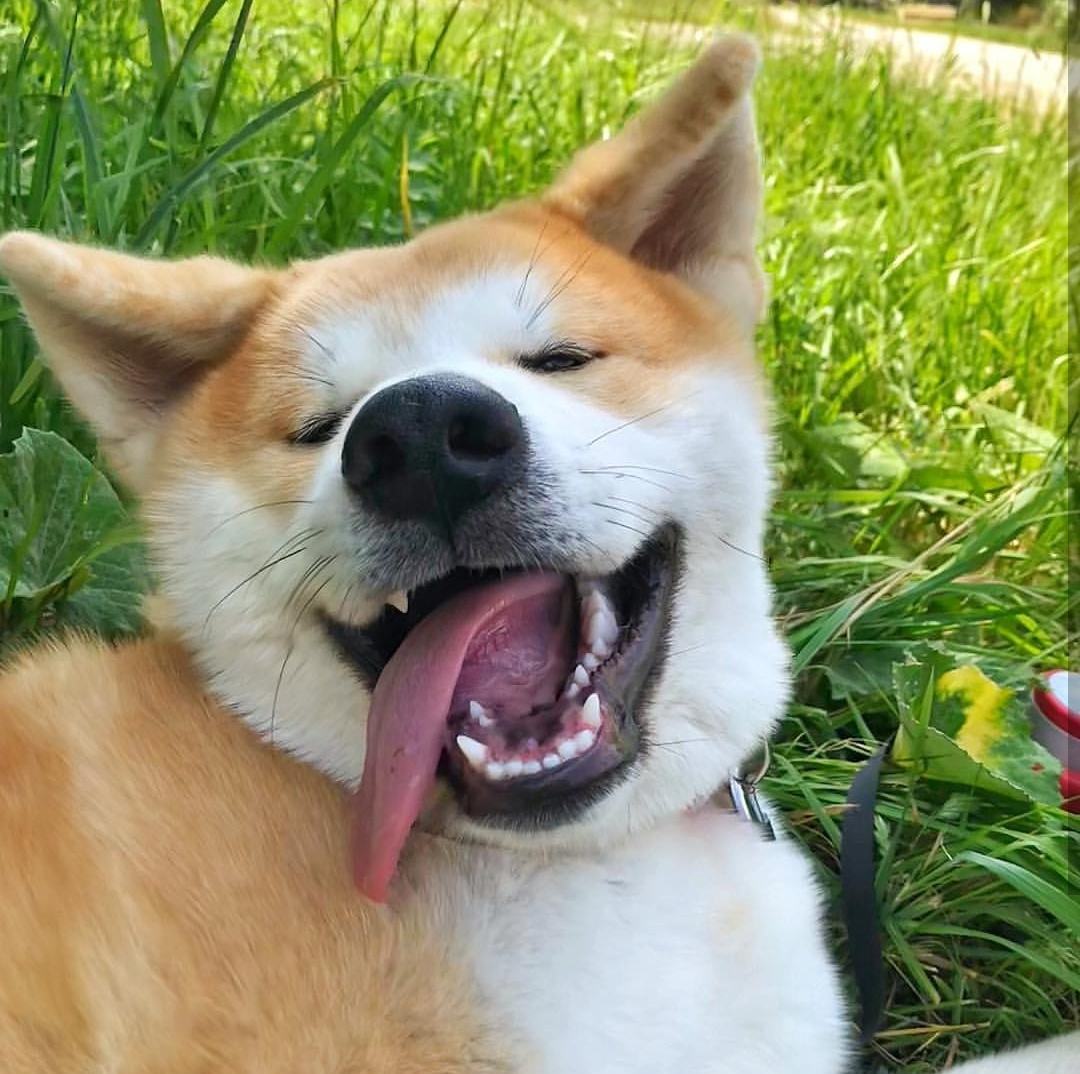 狗狗交配背靠背在一起，有必要将它们分开吗？